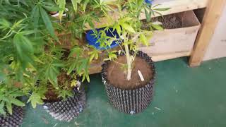 Pheno Hunt, Old mothers in flowering, partial results from the Epic 6-way nutrient shootout