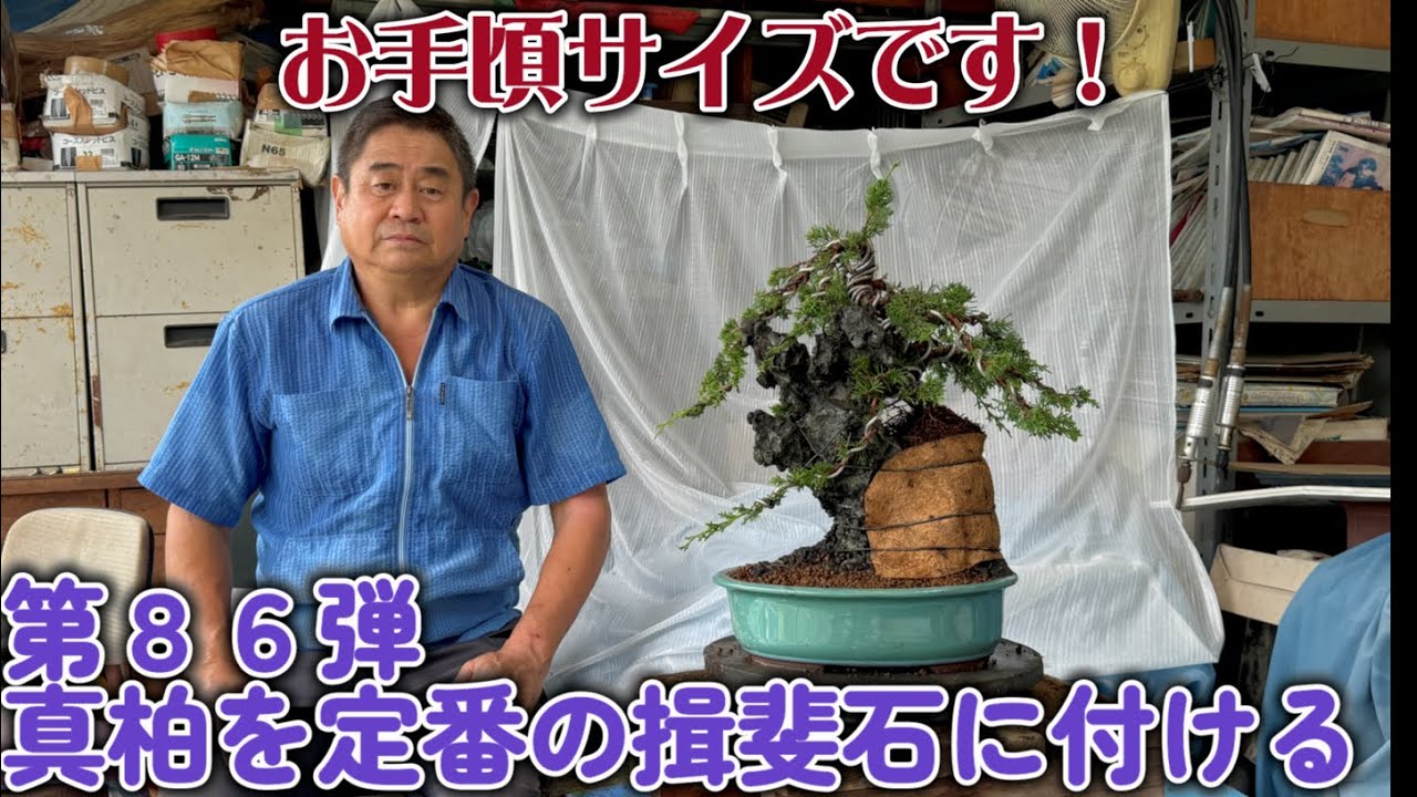 完売しました【番外編】2023年秋 糸魚川真柏の素材販売です。合計