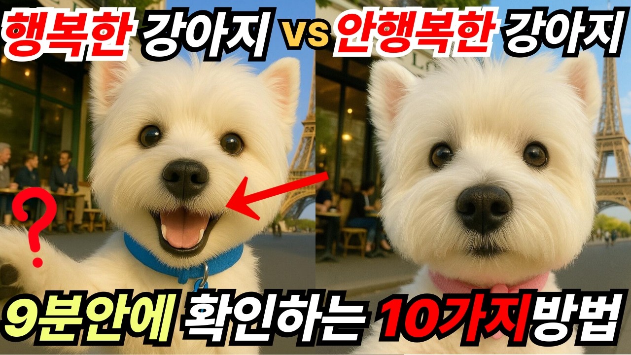 강아지가 행복할때 하는 행동, 행복하다는 증거 10가지 (강아지가 주인을 사랑할때 보내는 신호)