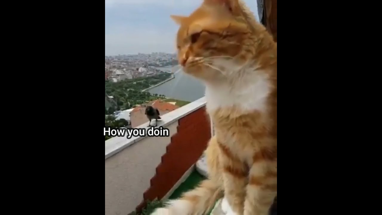 Cats : Cat and A crow having a casual conversation - YouTube