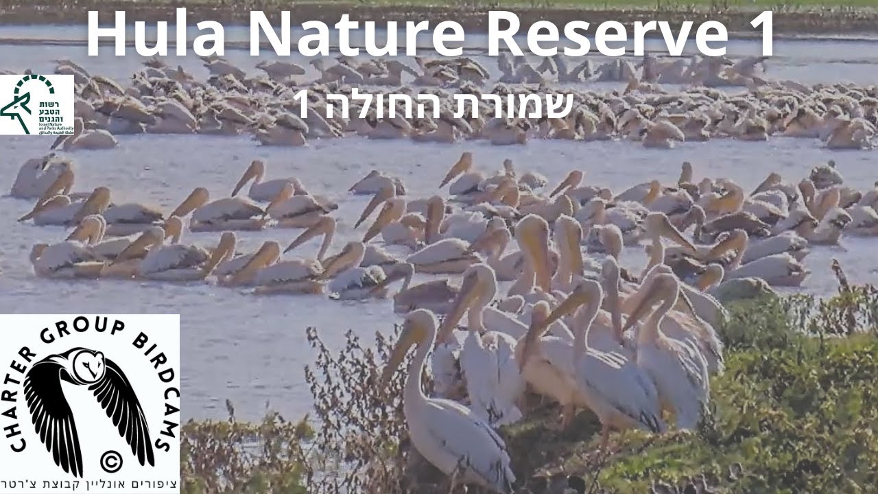 LIVE Hula Nature Reserve Bird CAM 1|Israel Nature & Parks Auth.|Charter Group of Wildlife Ecol