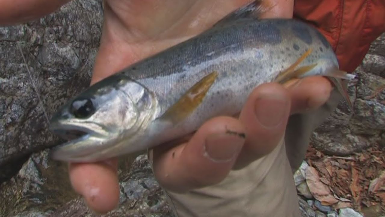 台高の名渓、堂倉谷から石楠花谷へ源流釣行　沢登り