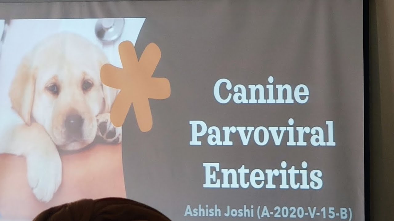 Canine Parvo Viral Enteritis 