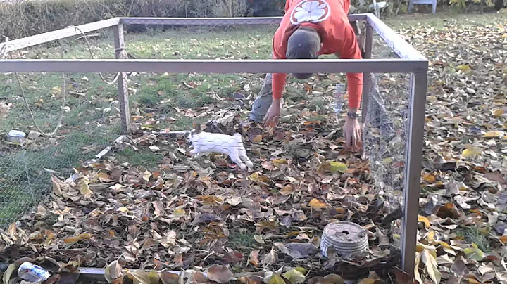 Bun Bun, Destroyer of Leaves!