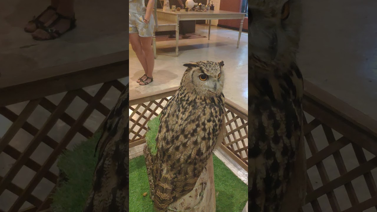 Кафе с совами в Паттайе, Таиланд - YouTube