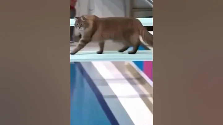 Video 9849451: cats catlover cutecat funnycats, cat cutecat dancing funnycats, cats catlover cutecat funny, catlover cutecat love funny, nice cat, polydactyl cat, usa cat, beautiful cat