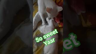 Maa beta ka anokha pyar #cat #like #kitten #reels #cute #love #pets #funny #edit #world #video #cat