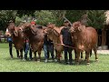 Brahman gris y rojo Ganadería Dinamarca Campo Mundo del Campo