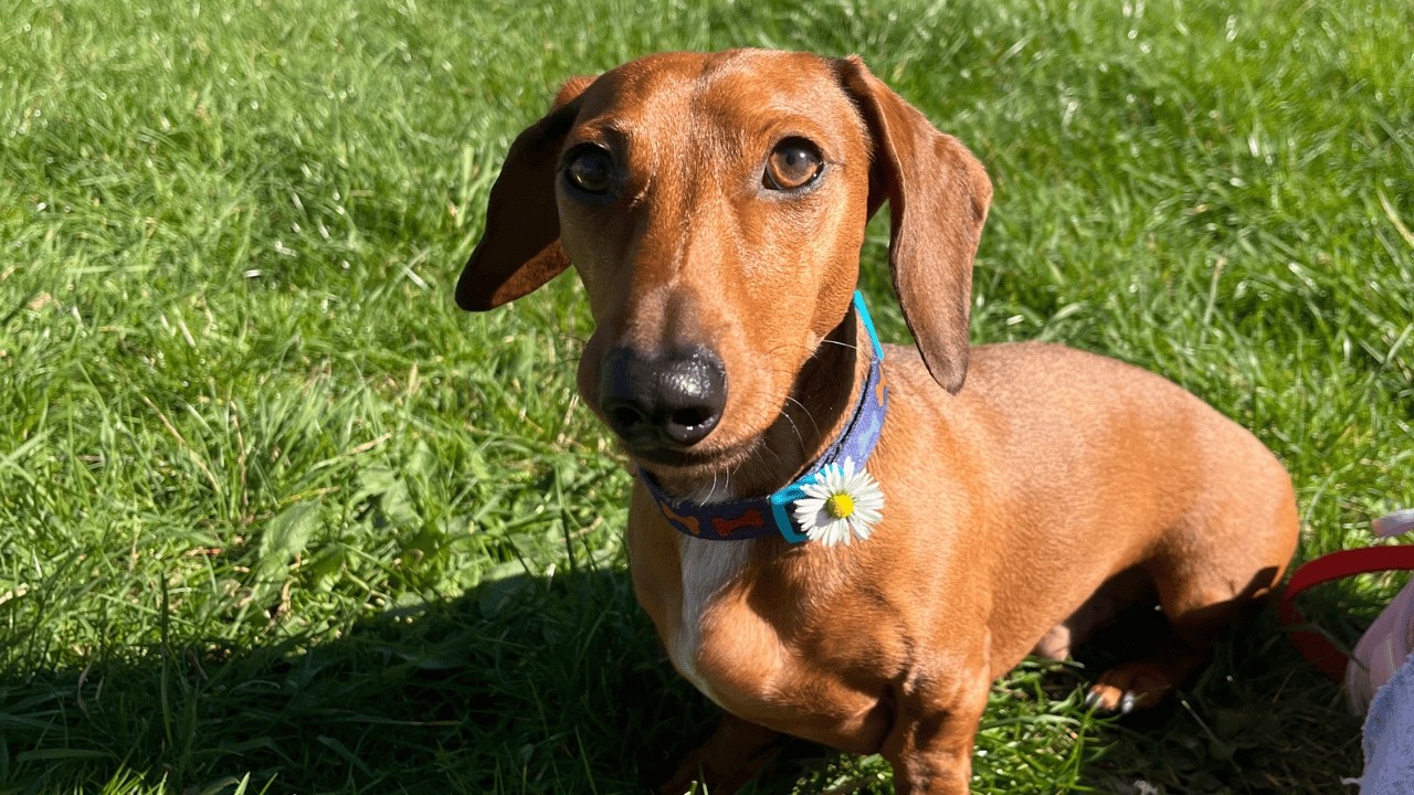 Week in the life of a mini dachshund living in Paris! - YouTube