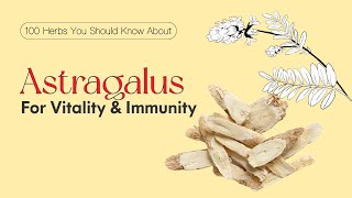 Astragalus for Immunity & Vitality | TCM Herbs 101