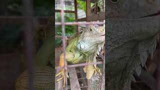LIL IGGY #iguana #iguanaiguana