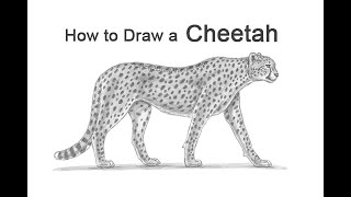 How to Draw a Cheetah