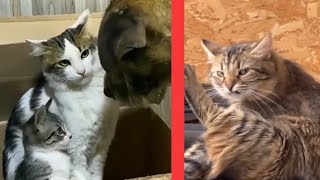 Angry and funny cat's videos compilation 😂 | Animaly 195 by Animaly 4 views 9 months ago 5 minutes, 3 seconds