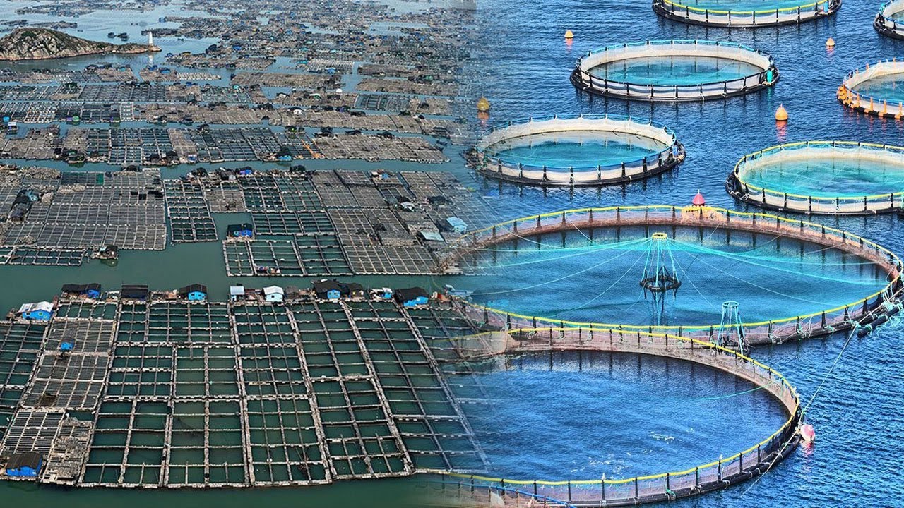 Aquaculture methods fish pond systems farming common