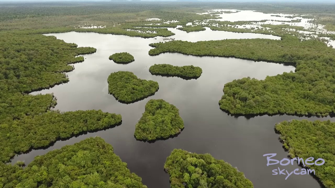 Hasil gambar untuk danau sentarum