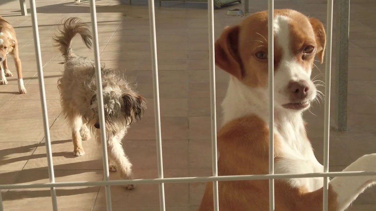 Animal Shelter Bianca in Portugal / Tierheim Bianca in Portugal / Casa ...