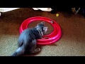 Kitten vs TurboChaser