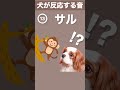 【犬が反応する音】その(13) 犬が喜ぶ音／犬が首をかしげる音／犬が寄ってくる音 #shorts