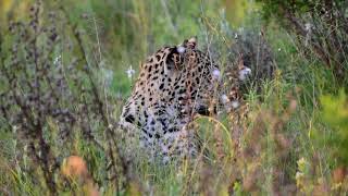 Leopard in camouflage