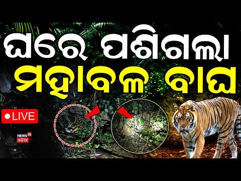 LIVE | ଘର ଭିତରେ ପଶିଗଲା ମହାବଳ ବାଘ | Royal Bengal Tiger Inside House | Family Locks Tiger Inside Room