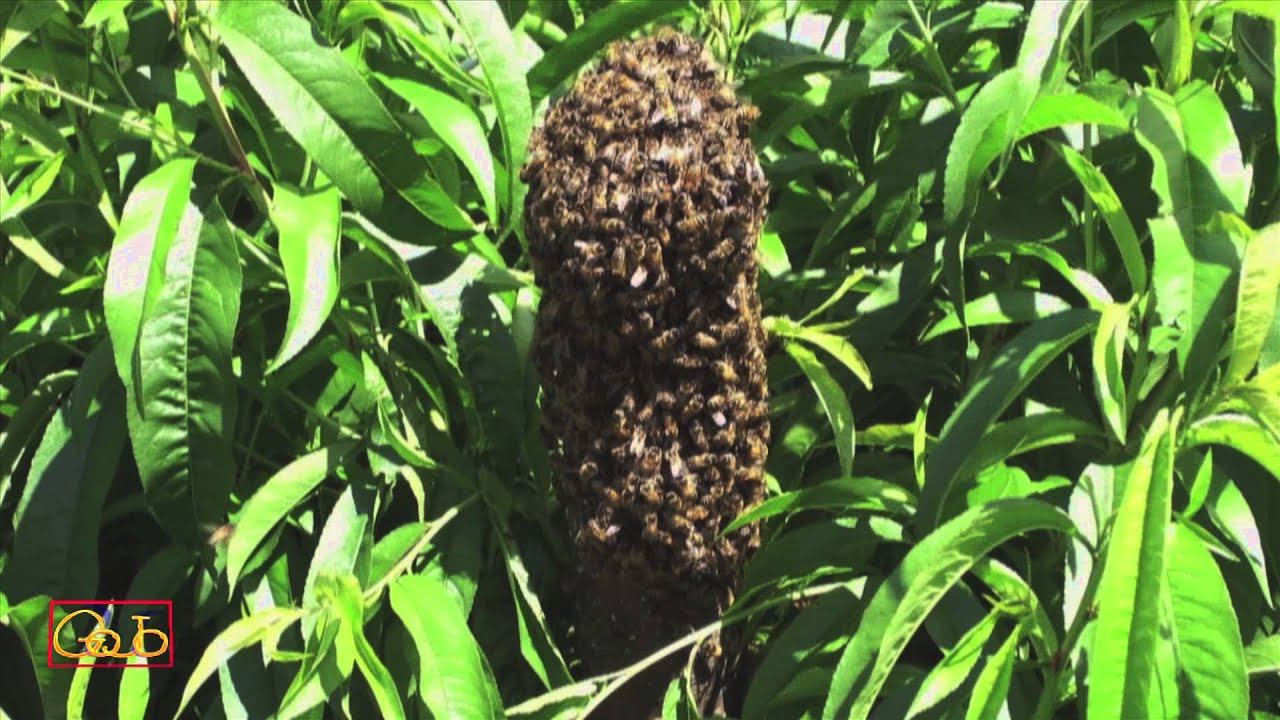 Swarmimg Honey BEES Timelapse. Building a Hive? YouTube