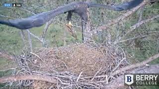 Berry College Eagle Cam- B15 .PLAYS/FLYS.. UP ..WITH ..FISH ! 😃😍😊 4/7/22 Berry College Eagle Cam 2 Live Stream
