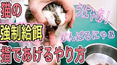 キャリーの入れ方 嫌がる猫もこれですんなり 誰でも簡単にできるコツを獣医師が紹介します おすすめキャリーもご紹介 Youtube キャリーの入れ方 嫌がる猫もこれですんなり 誰でも簡単にできるコツを獣医師が紹介します おすすめキャリーもご紹介 Youtube