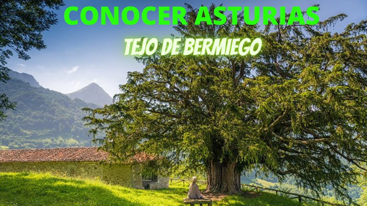 ​📕​📕​ CONOCER ASTURIAS. 🌳​🌳​ ((( Tejo de Bermiego )))