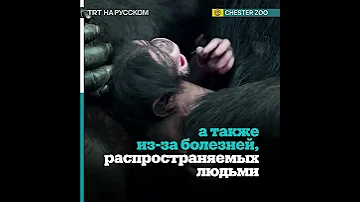 В Великобритании родился детеныш самого редкого в мире шимпанзе