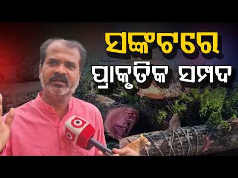 Kalahandi Tops Forest Loss in Odisha: IFSR Report Reveals Alarming Decline in Green Cover