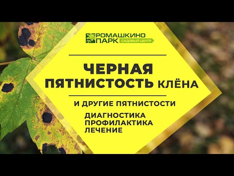 Видео: Клен теряет листья?