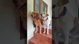 🗣️ : Perfect photo doesn't exist...🩵 #support #shorts @wooftheretrievers