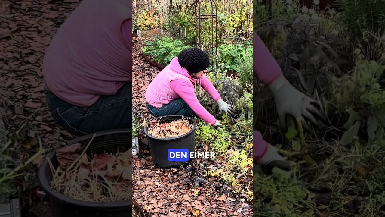 Dahlien überwintern OHNE ausgraben! 