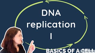 DNA Replication - in English -