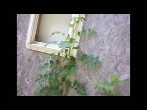 Abandoned Briggs House Squatter - 3rd Visit