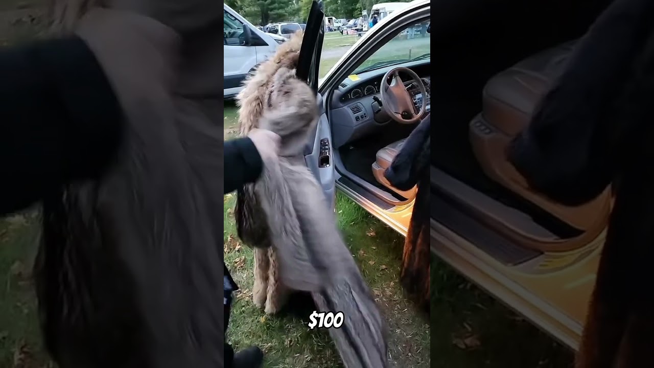 The Going Rate for Furs is now $50. They are out of fashion and tough to sell. 