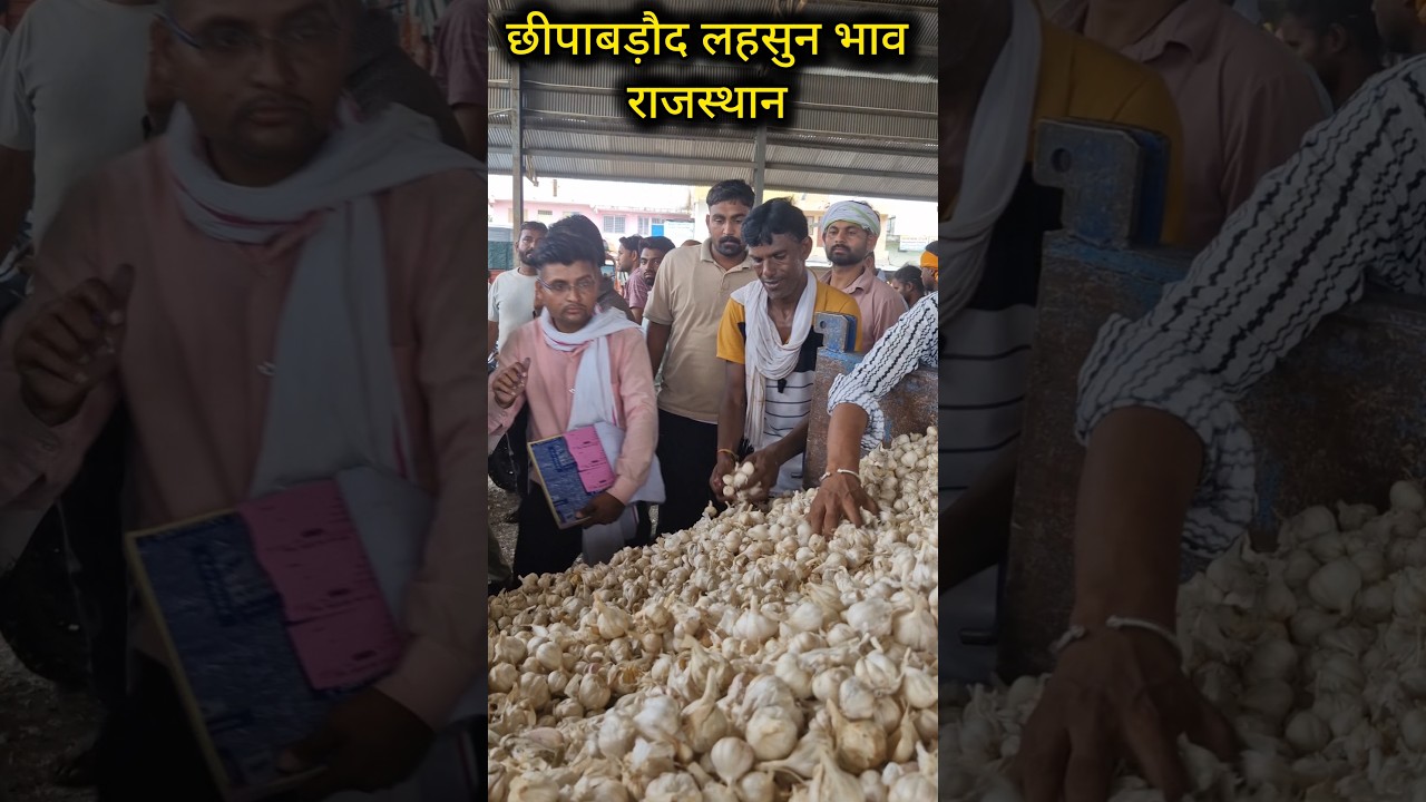 chhipabarod mandi ka lahsun ka bhav । 