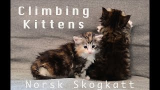 Climbing Kittens | Norwegian Forest Kittens