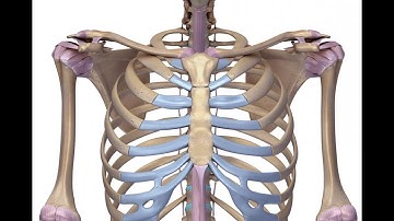 Closed treatment of sternum fracture CPT code - simplify medical coding