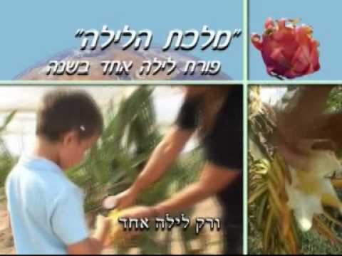 וִידֵאוֹ: קקטוס פיתאיה אכיל. הֶכֵּרוּת