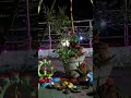 Tulsi Puja. ekadashi. ganna Puja.