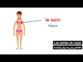 اعضای بدن در زبان فرانسه به همراه تصویر