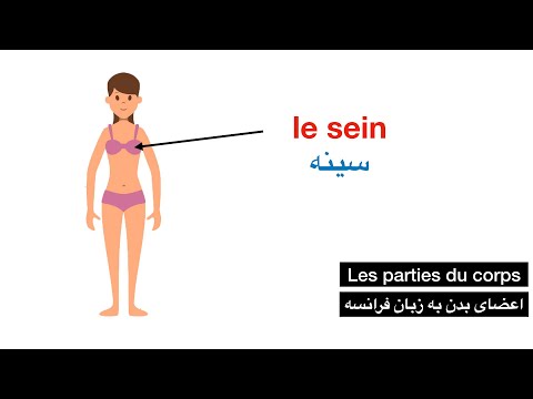 اعضای بدن در زبان فرانسه به همراه تصویر