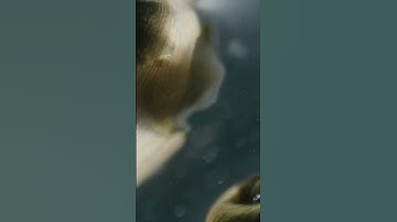 Leaving Lilypond (excerpt) #lilypond #sciencenewwave