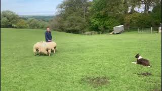 LOT 124 - BEN - 15/5/24 TIMED INTERNET AUCTION OF WORKING SHEEPDOGS