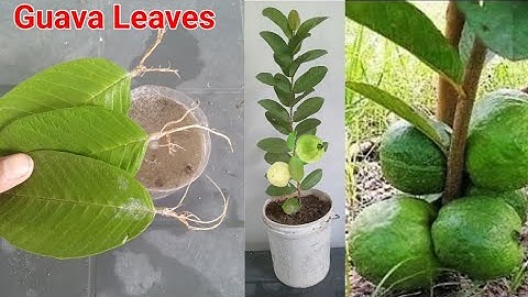 How to grow guava tree from guava leaves | अमरूद का पौधा गमले में कैसे लगाएं | With 100% success