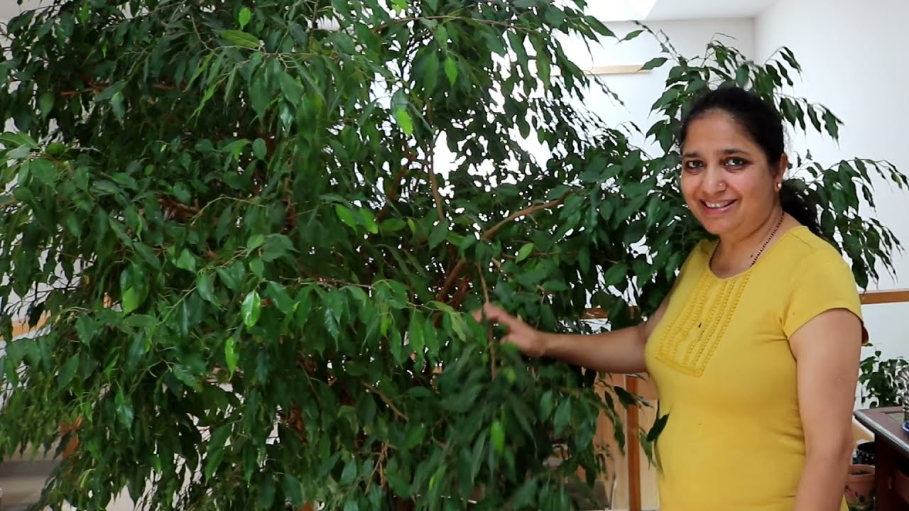 How To Prune Indoor Plant Ficus Benjamina/Weeping Fig And Grow New Plants From The Pruned Branches