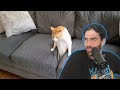 HasanAbi reacts to Couch Gives Birth To A Cat | Daily Dose Of Internet