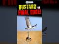 Why India’s Great Indian Bustard Is Near Extinction 🕊️💔