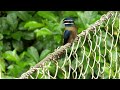 Whiskered Treeswift (Hemiprocne comata) in Danum Valley, Borneo